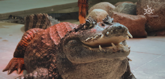 Egzotarium w nowej odsłonie (WIDEO)