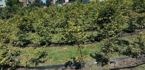 Nowe skwery i rabatki już cieszą mieszkańców miasta
