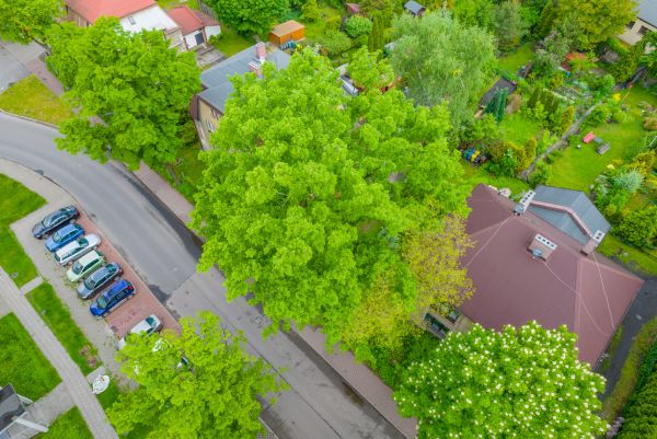 „Strażnik Kopalni” - oddaj głos na Drzewo Roku 2021
