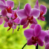 Dni Orchidei za nami – relacja TV Sosnowiec