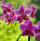 Dni Orchidei w Egzotarium